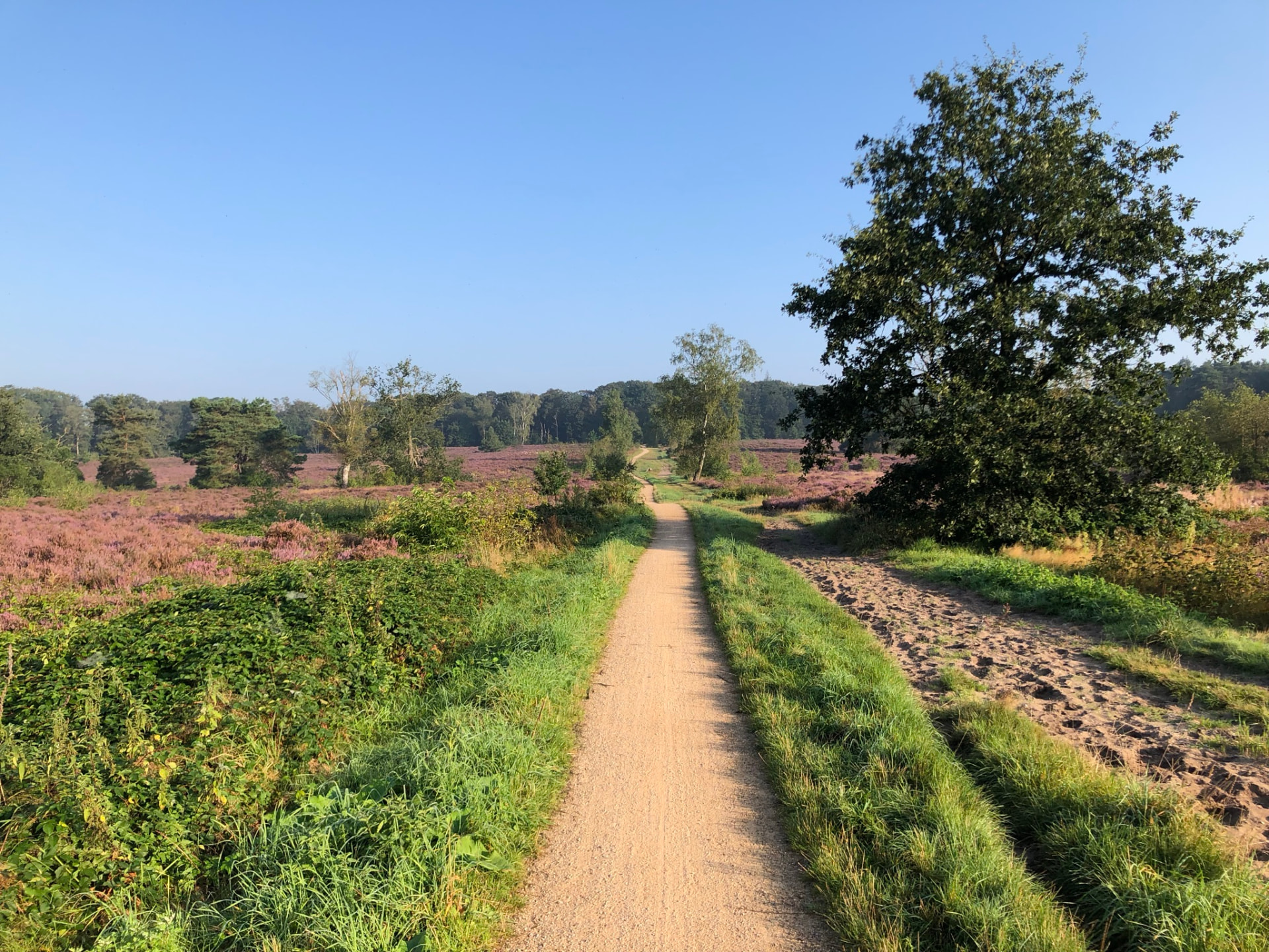 Wandelpad door de bloeiende heide